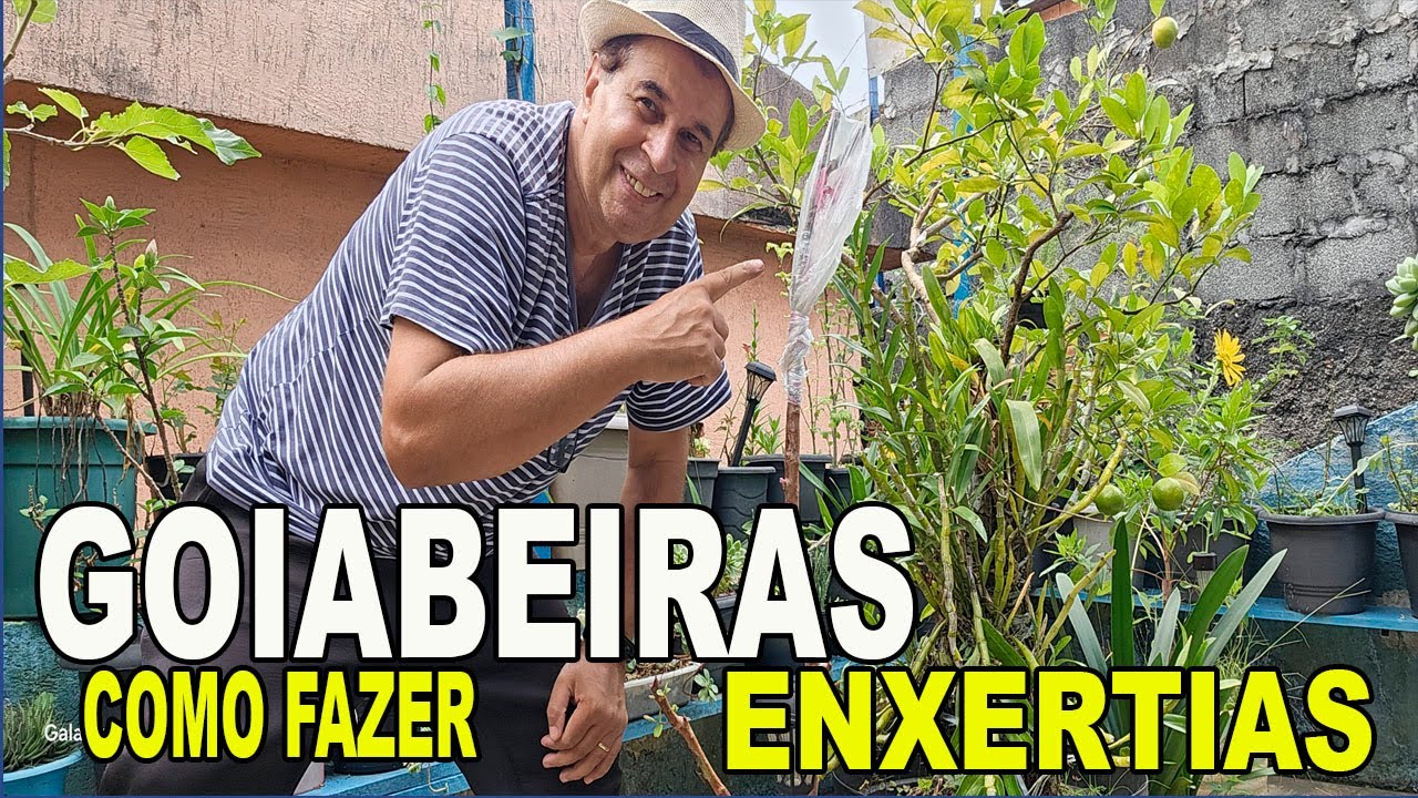 Como fazer enxertia em goiabeiras