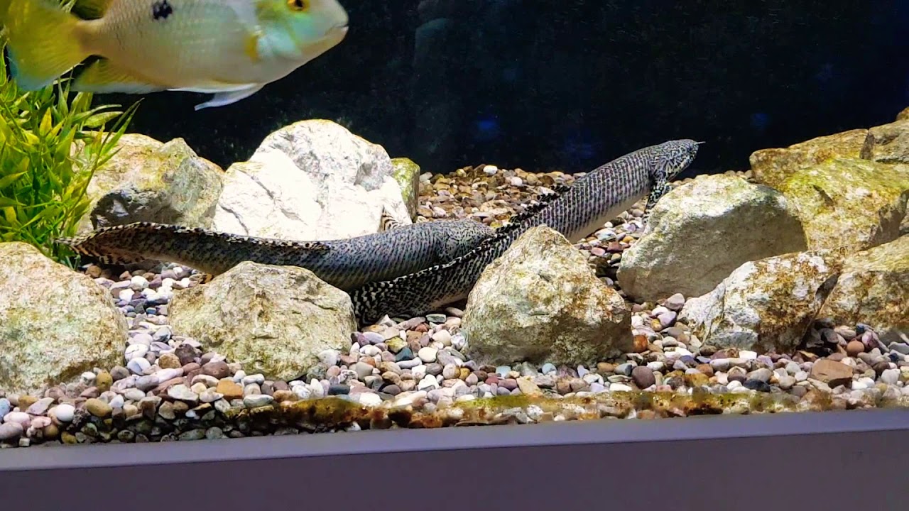 Ornate bichir breeding activity
