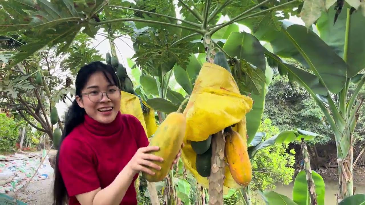 28 Tết Hái Đu Đủ 