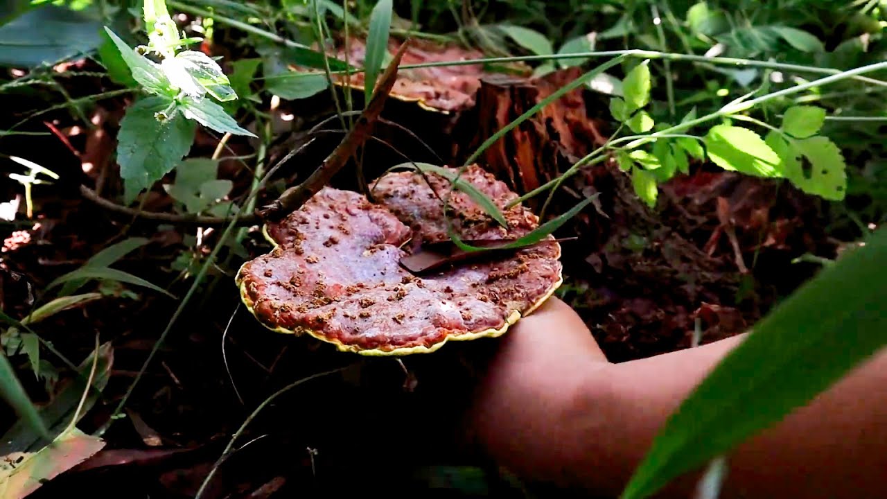 阿飞的果园里又有好多漂亮的野生灵芝，看阿飞疯狂采灵芝