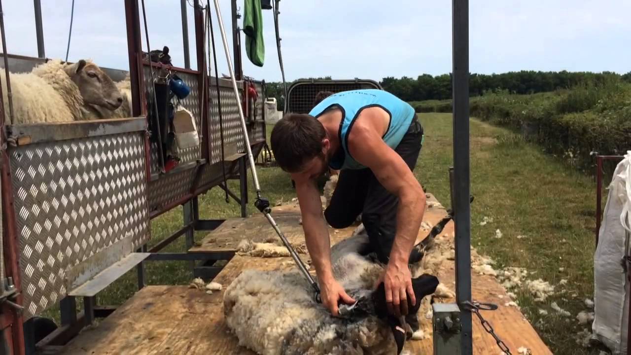 Ed Gingell Sheep Shearing