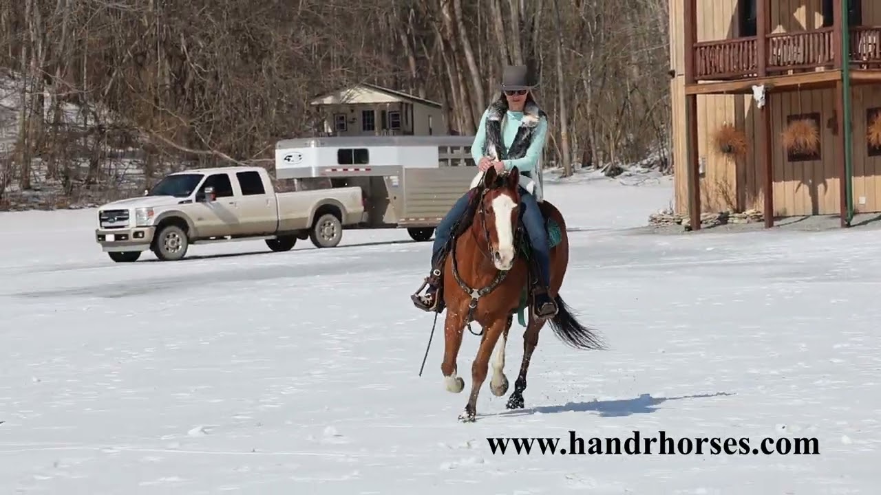 CIVILIZED, GENTLE, RESPONSIVE, AND FUN BAY QUARTER HORSE GELDING, ROPES, RANCH WORK, TRAILS
