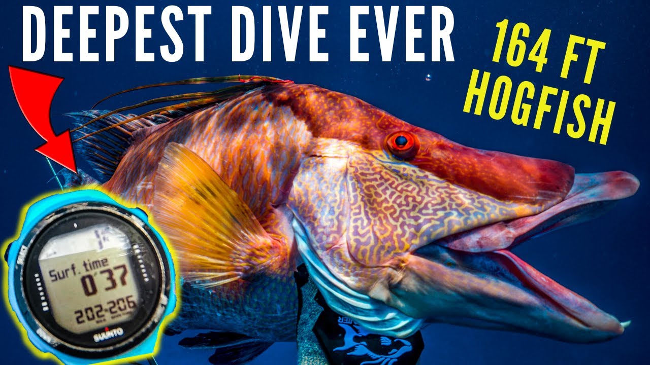 Подводная охота на Багамах: самое глубокое погружение в истории {164 фута Hogfish}