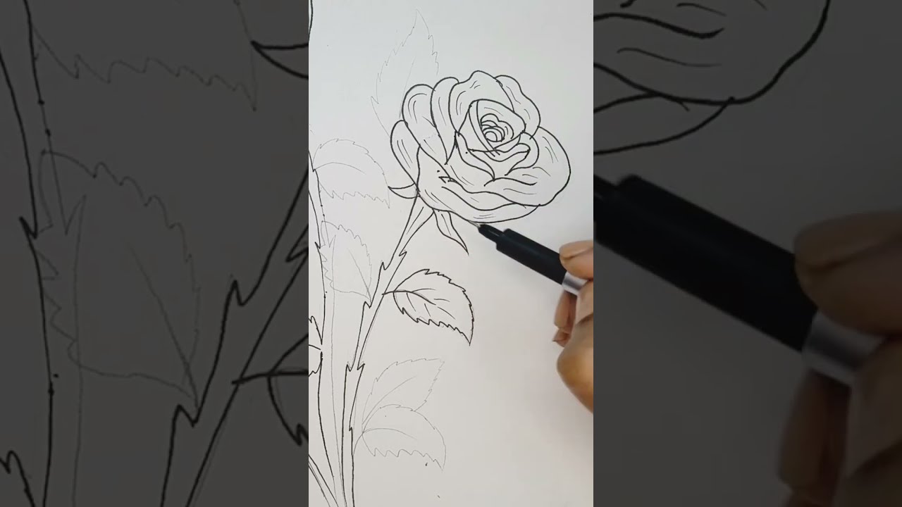 SUPER EASY ROSE Flower Drawing for Beginners #art #drawing 
