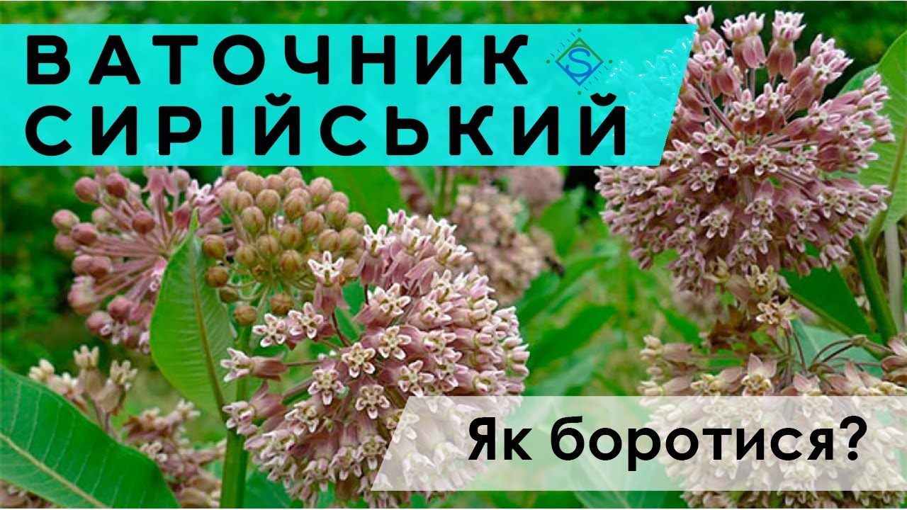 ВАТОЧНИК СИРІЙСЬКИЙ: як із ним боротися? / СуперАгроном