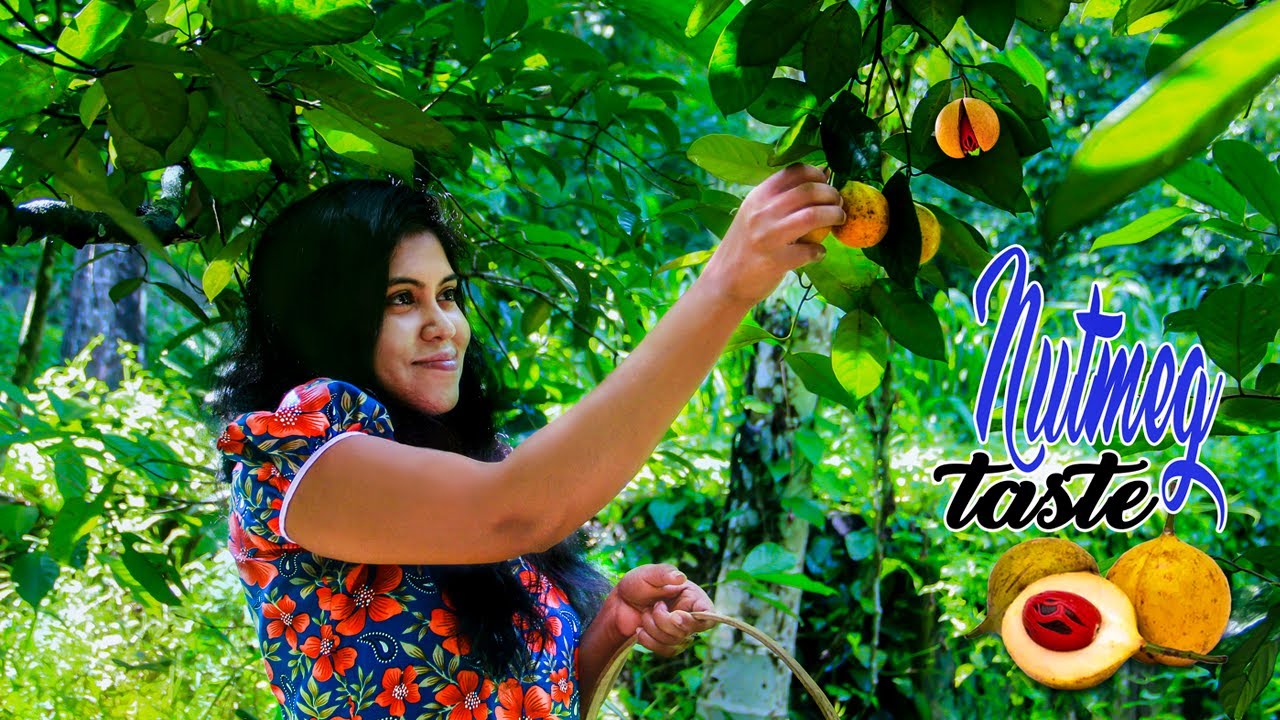 fresh nutmeg fruit taste in my ceylon land  |  නොදත් සාදික්කා රසය | The Rural Life