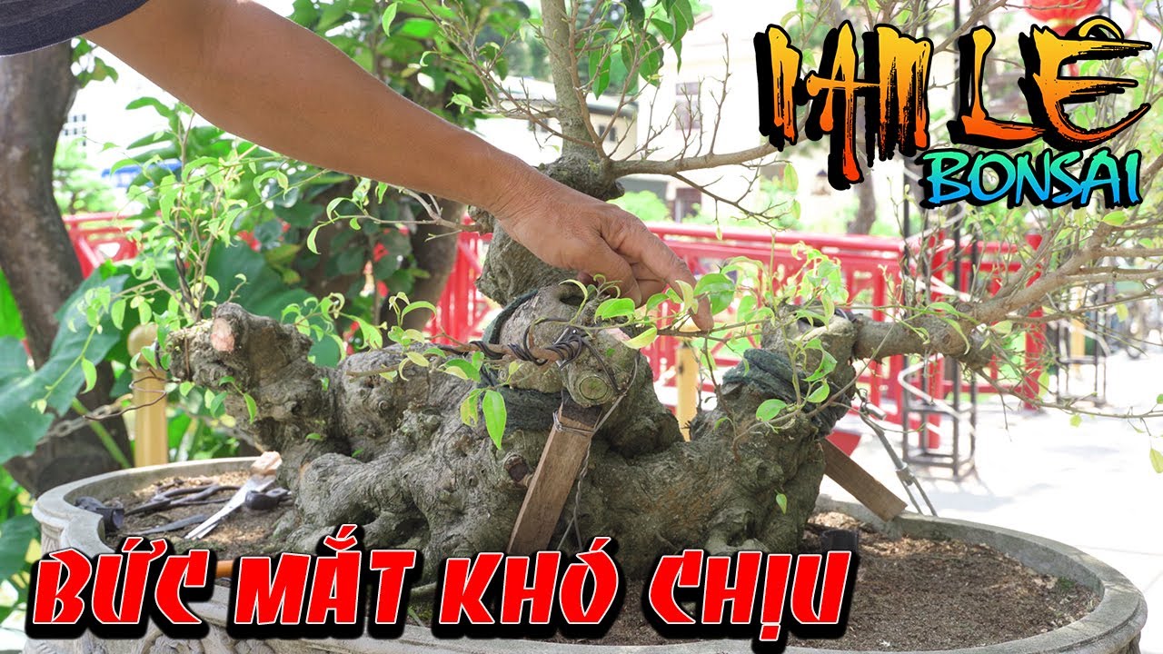 Nam Lê cùng em Đặng Thụ kết hợp xử lý lại 1 cây sanh già 3 thân | NamLe Bonsai