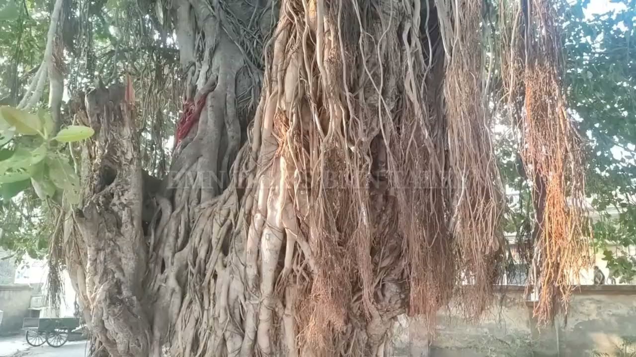 अपनी उम्र का सैकड़ा पार कर चुके है ये पीपल और बरगद के पेड़, इस ऐतिहासिक सरोवर की बढ़ा रहे है शोभा.. 