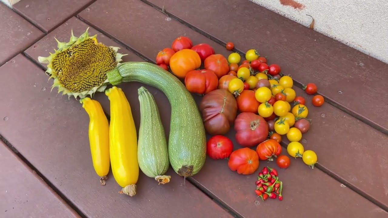 Harvesting tomato, zucchini, chilli, cucumber, sunflower. growth update pumpkin/Honeydew/bittermelon