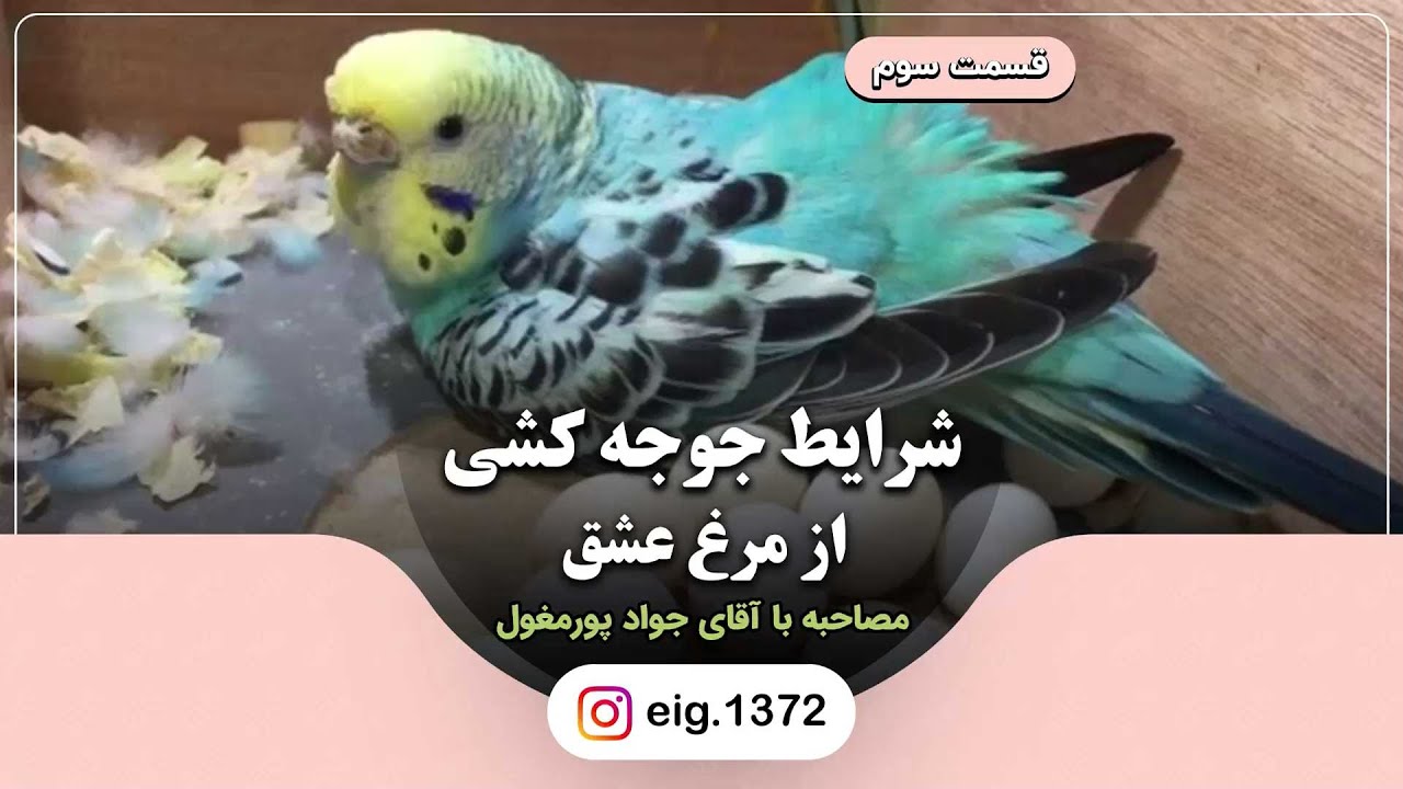 شرایط جوجه کشی از مرغ عشق