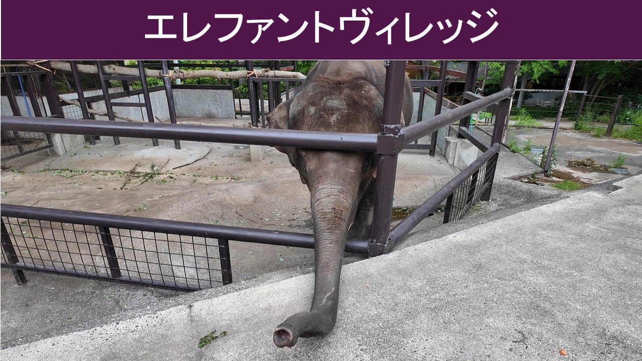 【vlog 散歩】エレファントヴィレッジ！