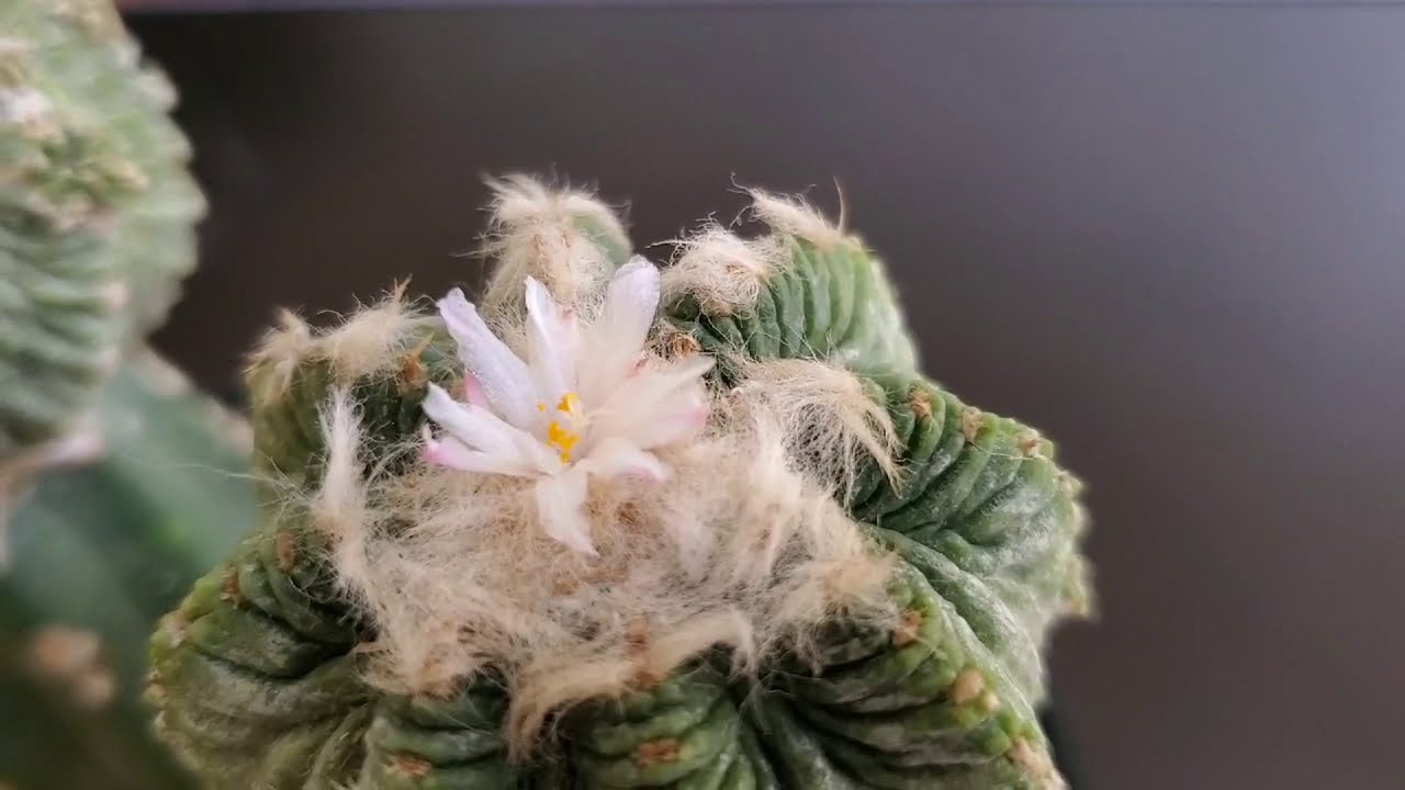 Aztekium Ritteri Cactus Flower Pollination