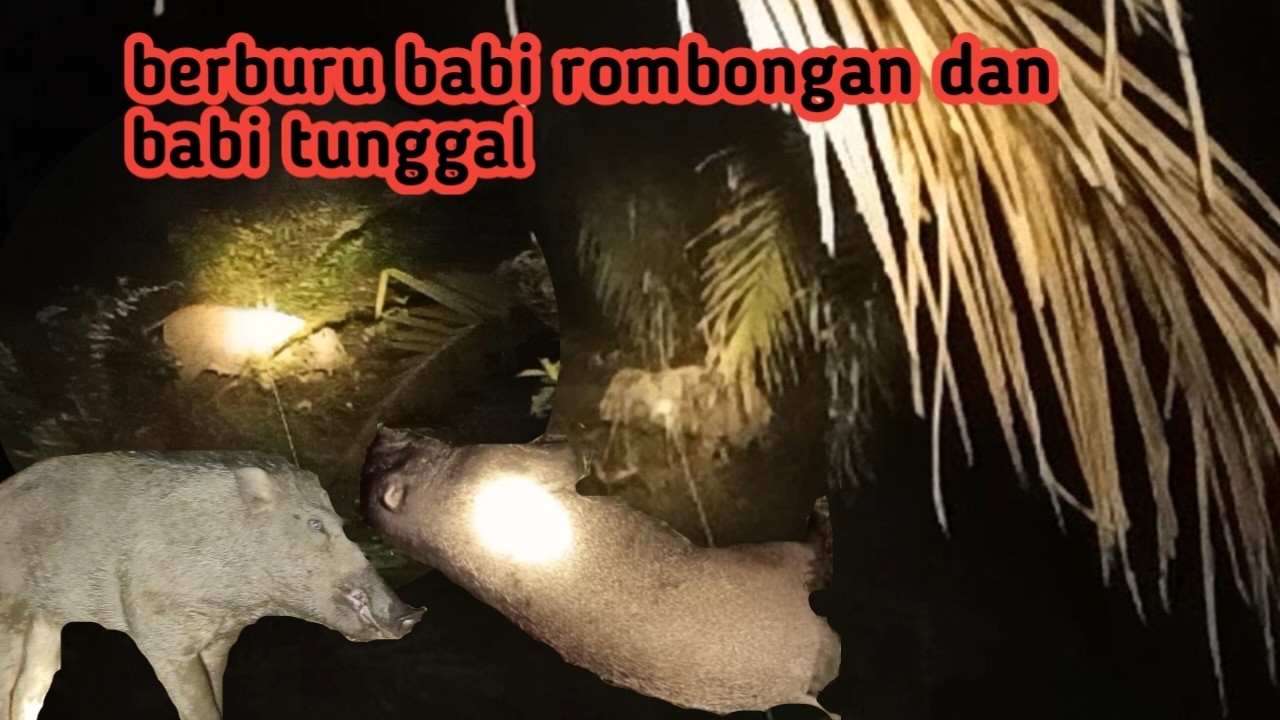 Berburu Babi hutan Rombongan Dan Babi Tunggal