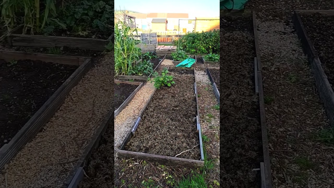 New look at the allotment #allotmentlife #garden #ukallotment