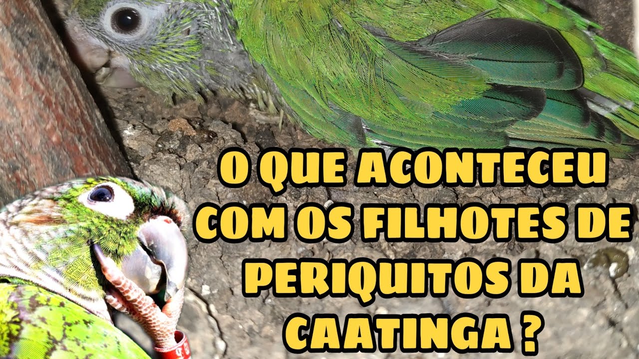 Ninho de periquitos da caatinga