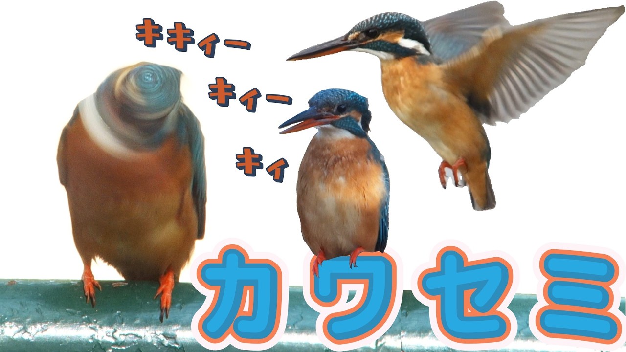 いくつ知ってる？カワセミの生態特徴いろいろ_翡翠/Common Kingfisher