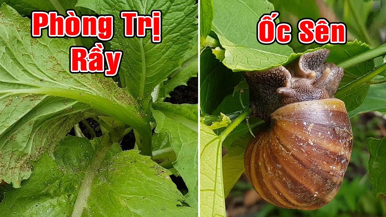 Cách phòng trị rầy, ốc sên cho vườn rau sạch.