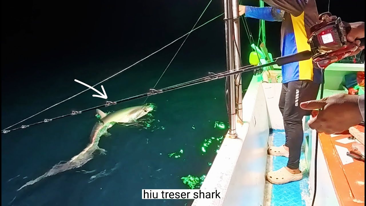HIU MONYET ( THRESHER SHARK) TAK SENGAJA NYANGKUT DIPANCING SIBULE❗️
