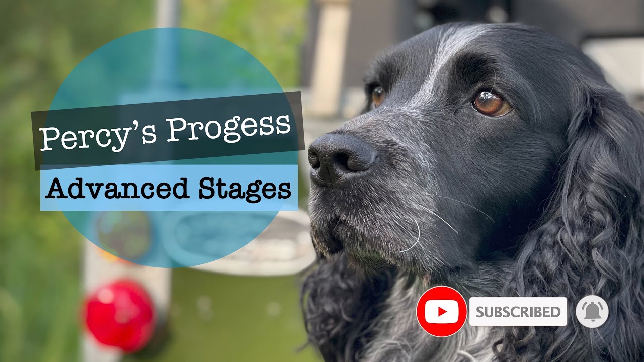 Gundog Training - Percy&rsquo;s Progress - The Beating Line