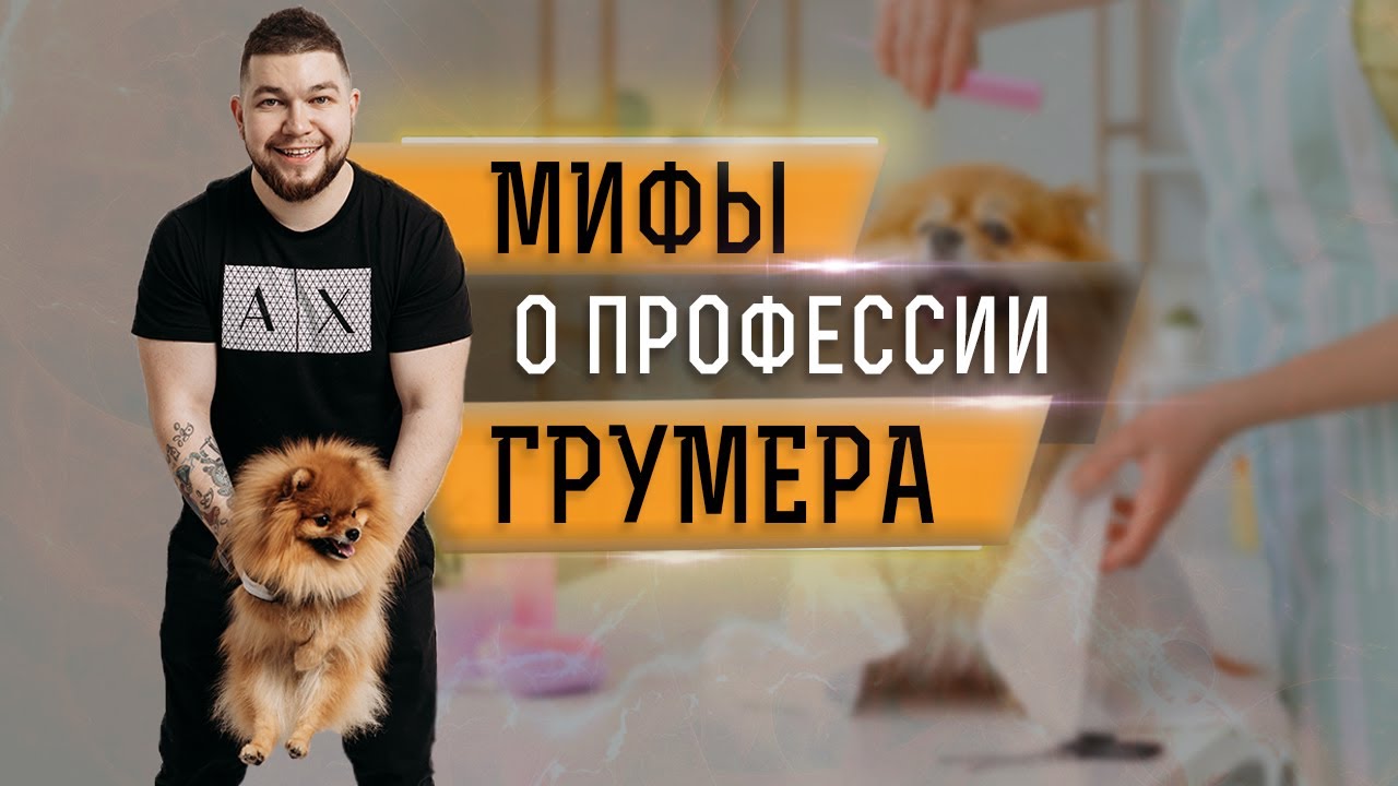 Мифы о профессии грумера. Какие навыки необходимы грумеру?