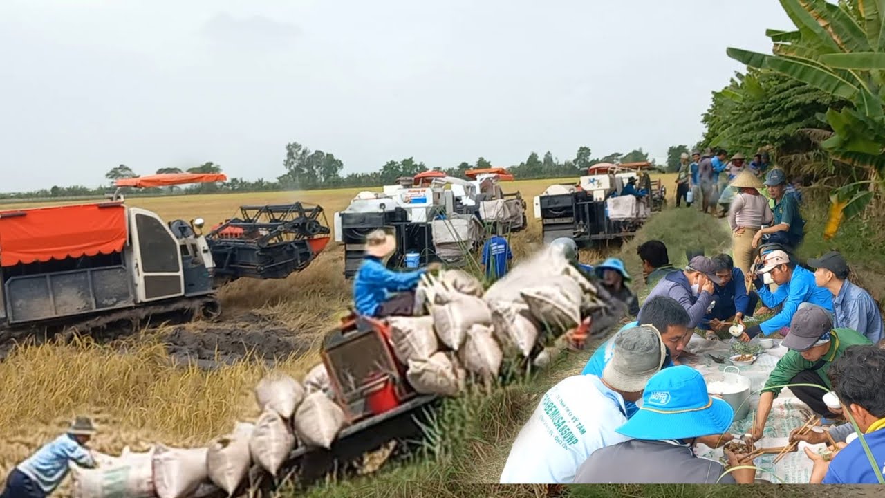 Thu hoạch lúa đài thơm tám trên bốn mươi công bị cháy rầy,|Cao Đỏ Vlog vụ đông xuân 2026|
