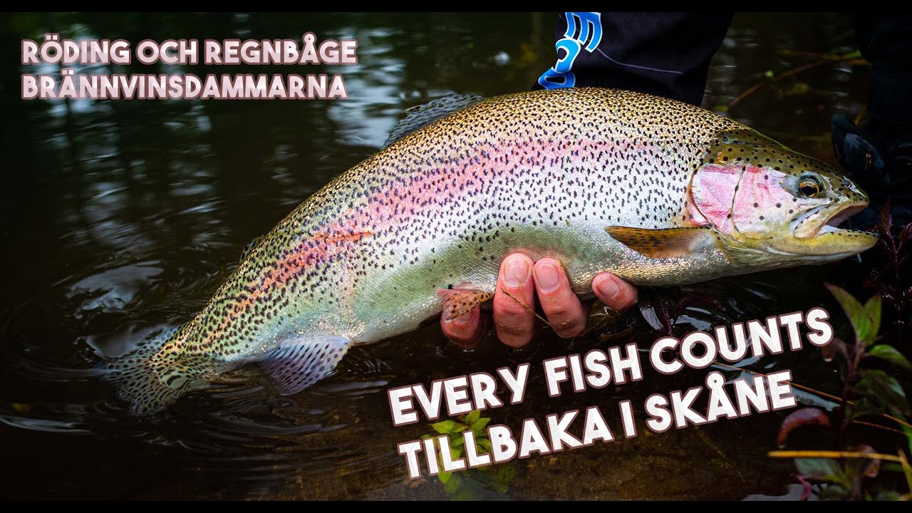 Röding och Regnbåge i Brännvinsdammarna - Flugfiske efter Röding - Fly fishing for char