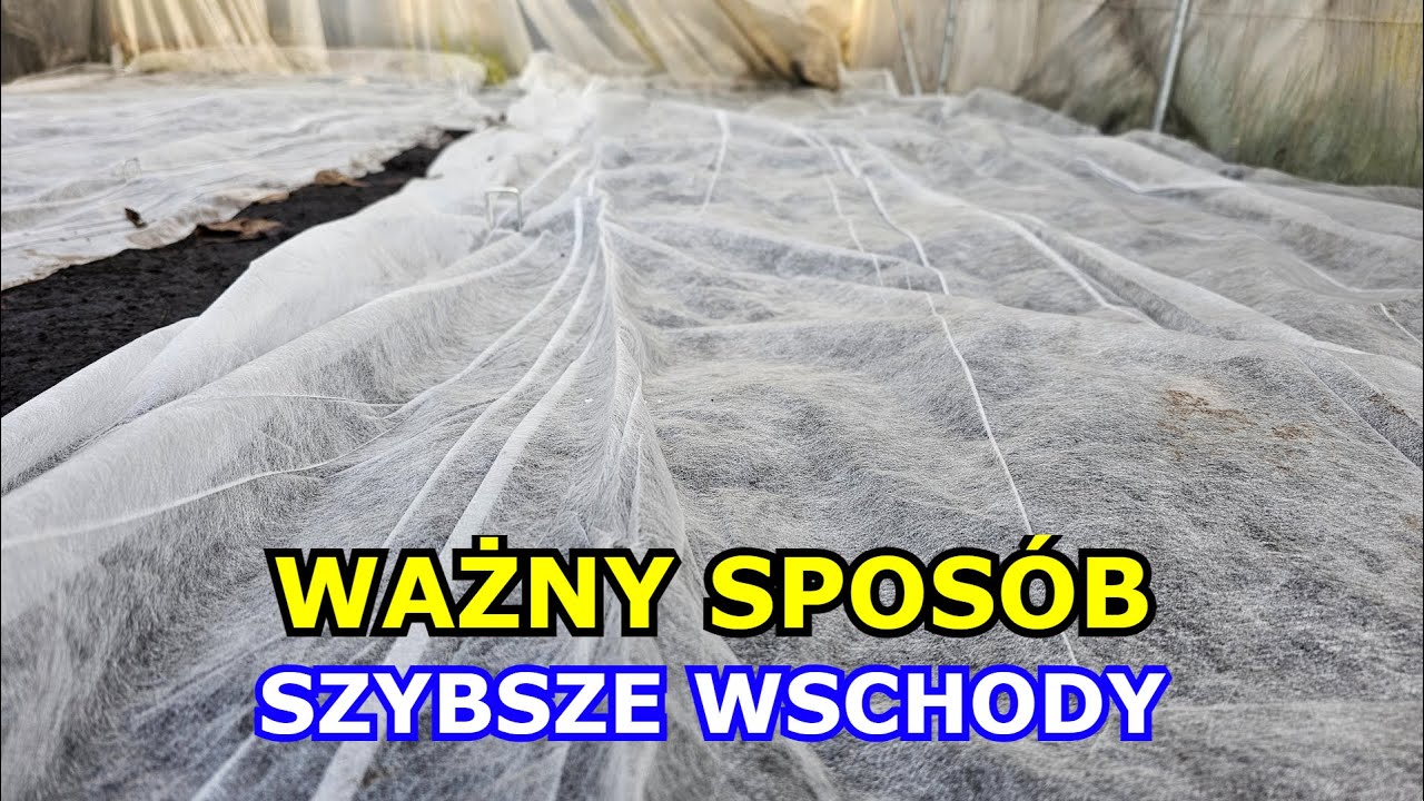 Ważny Sposób na SZYBSZE i PEWNIEJSZE Wschody Warzyw | Potrzebna Agrowłóknina biała, Przykrywanie