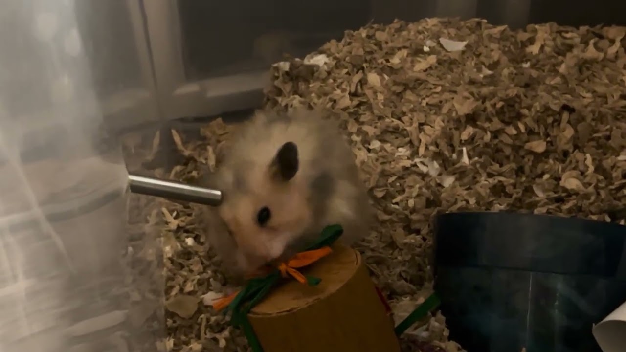 hamster opens present (super cool item inside) 