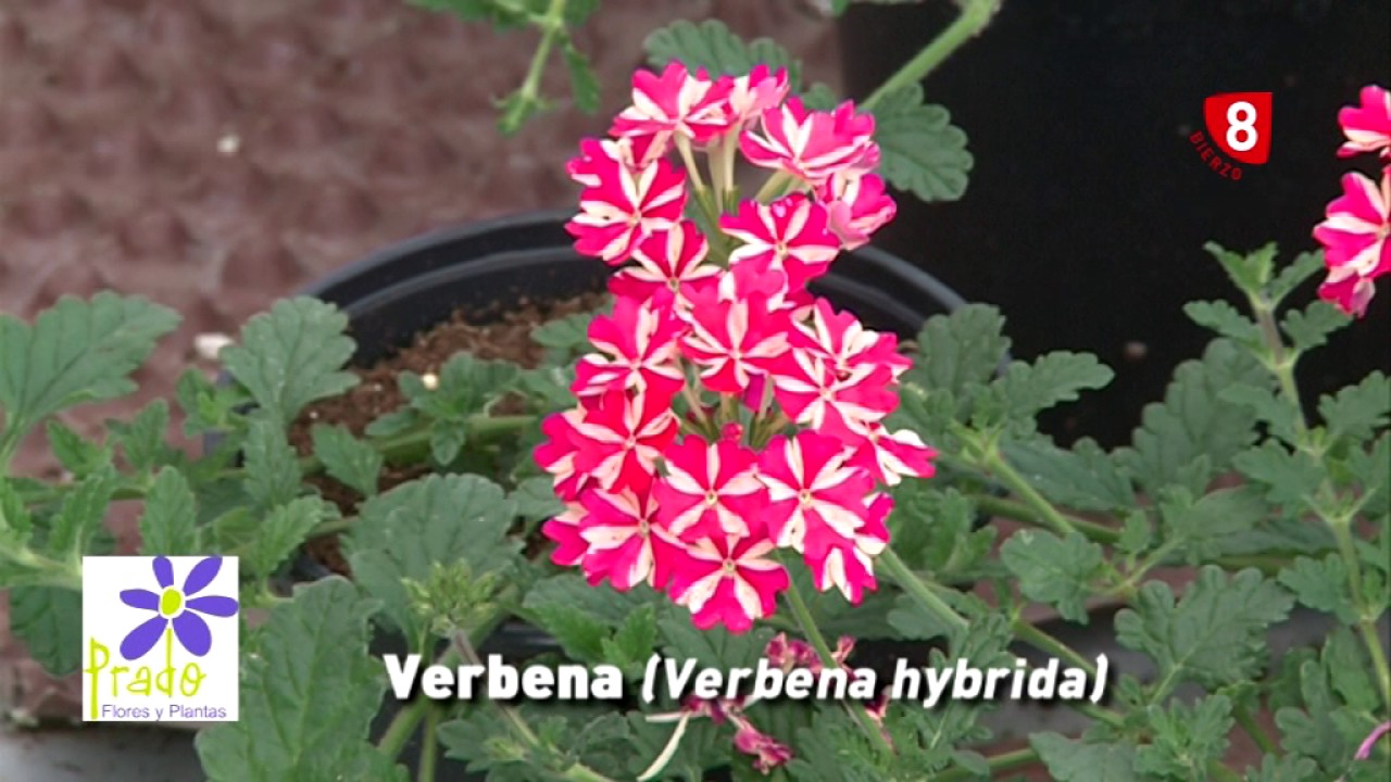 Verbenas - Tu jardín a punto