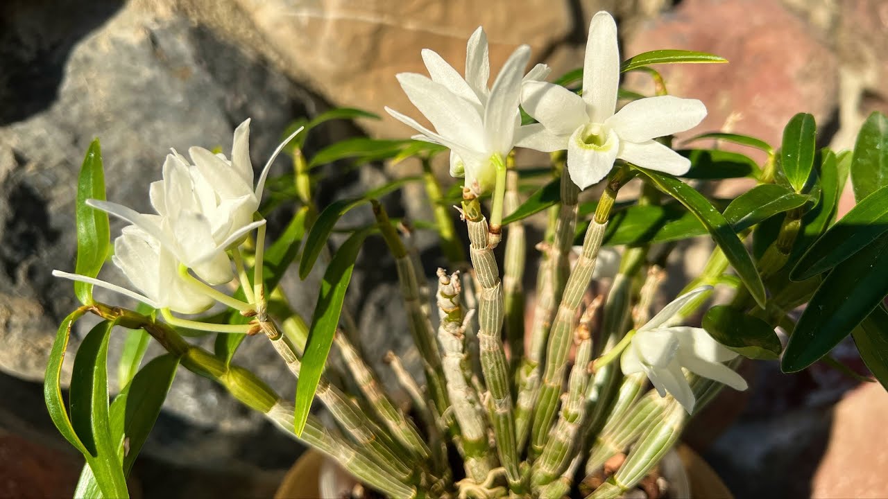 Японская орхидея! Dendrobium moniliforme ‘Sahohime’ Цветение и немного об уходе.