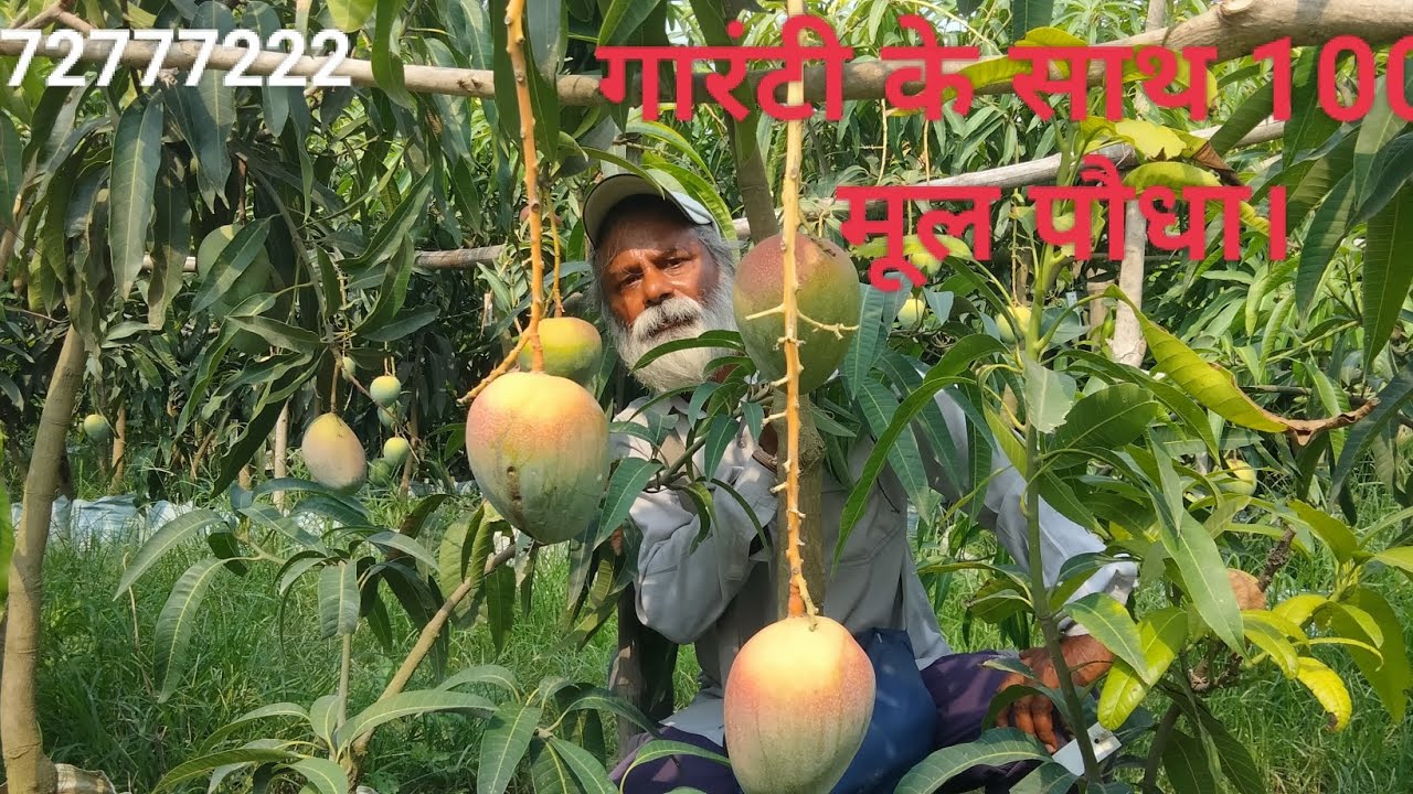 लाख में से एक सागर नर्सरी ( नैहाटी) विश्व के सर्वश्रेष्ठ आमों के साथ एक नज़र ।