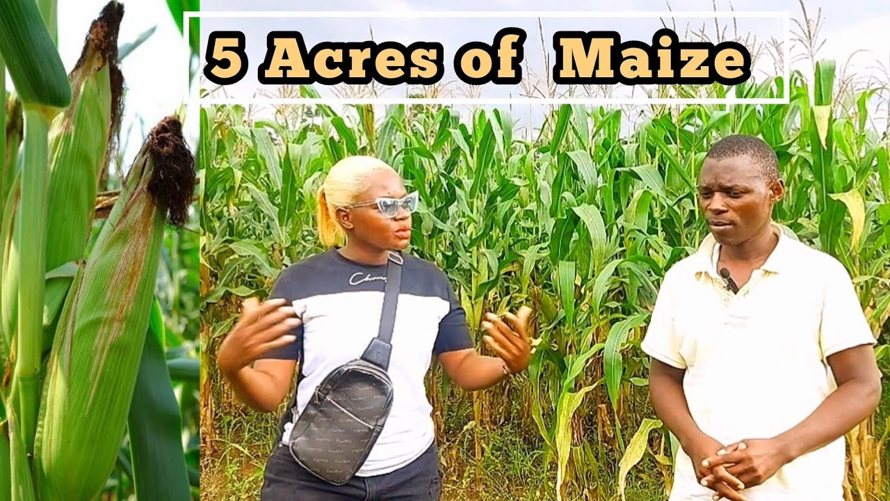 How I Earn Millions from 5acres of maize  in Uganda / How I became a millionaire from Maize farming