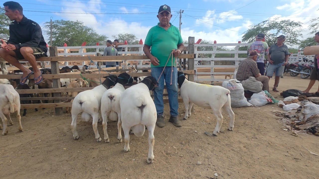 OS MELHORES ANIMAIS NA MELHOR FEIRA DO NORDESTE SANTA CRUZ DO CAPIBARIBE-PE 27/10/2025
