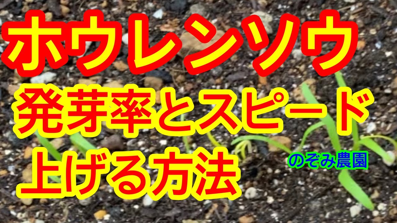 【ホウレンソウ】比較検証動画。これをするだけで、発芽率が上がり、発芽スピードもアップします！他の野菜にも活用できます！