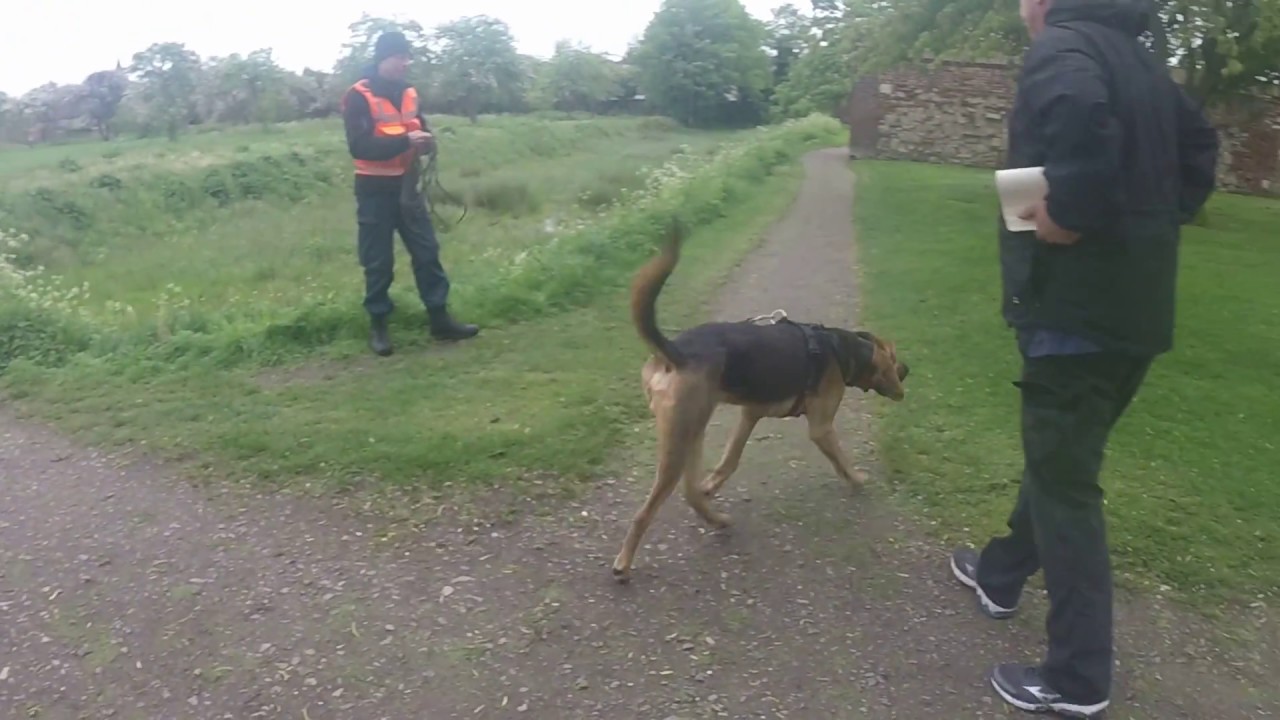Instructor Richard Lee Mantrailing 'George'
