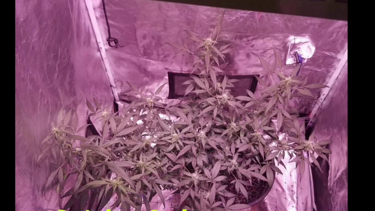 Mars-Hydro Mars Cup 4 MH4-2 cannabis growing show