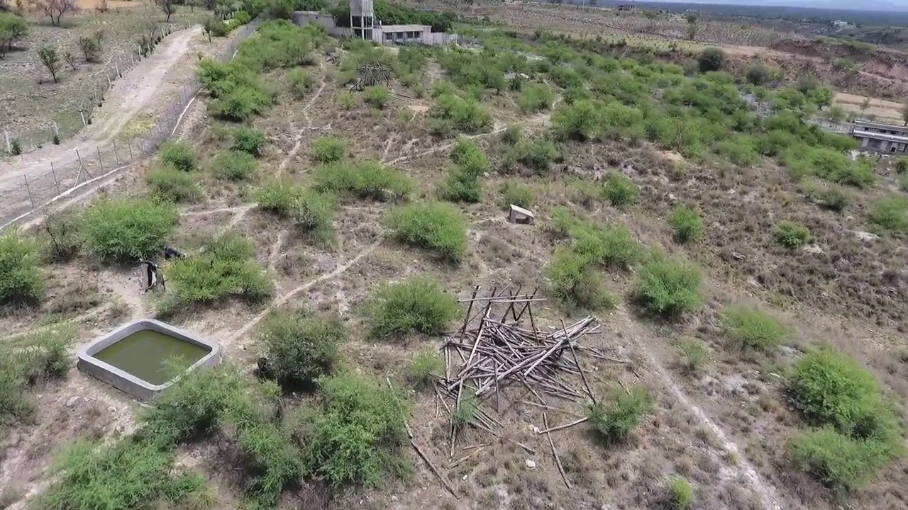 Pakistan sanctuary a home for bears rescued from dancing and baiting