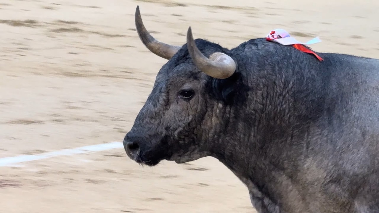 Salida 5º toro de JOSÉ ESCOLAR: 