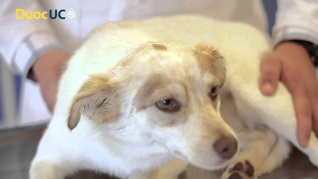 ¿Por qué los perros comen pasto? - Tec Veterinario Duoc UC