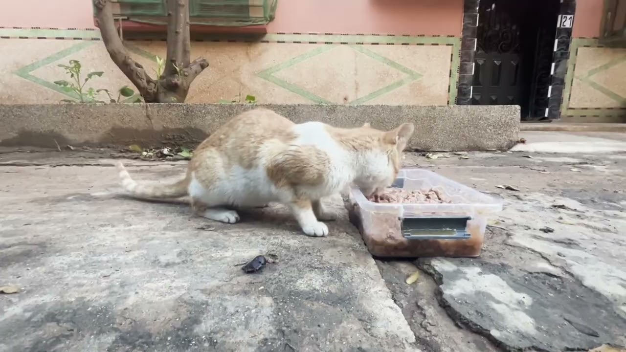 Feeding a Gentle Stray Cat Who Was Desperately Hungry