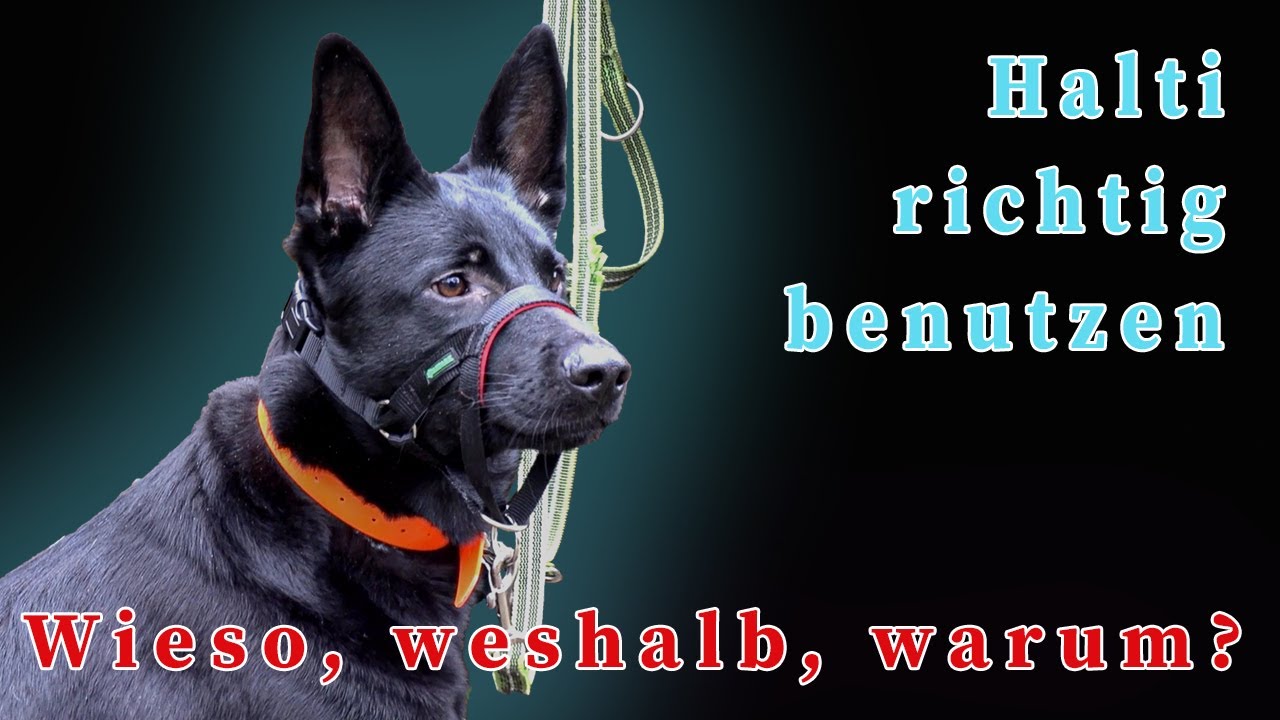 Halti richtig benutzen