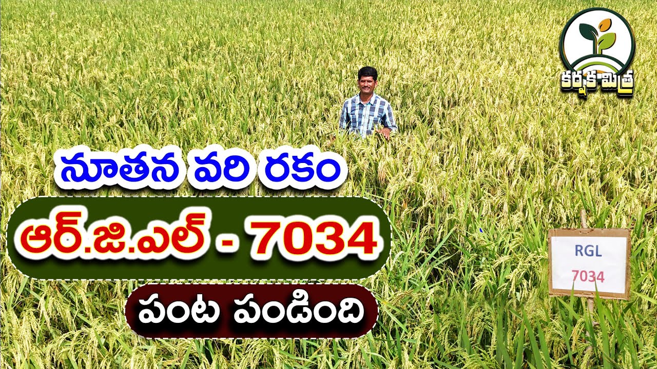 ఆర్.జి.ఎల్ - 7034 వరి సాగుతో రైతు జయభేరి | High Yield Best Paddy Variety RGL - 7034 | Karshaka Mitra