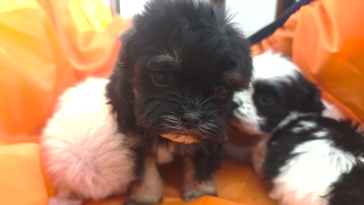 목욕하고 기분 좋아진 말티푸(Maltipoo)의 귀요미 Vlog~