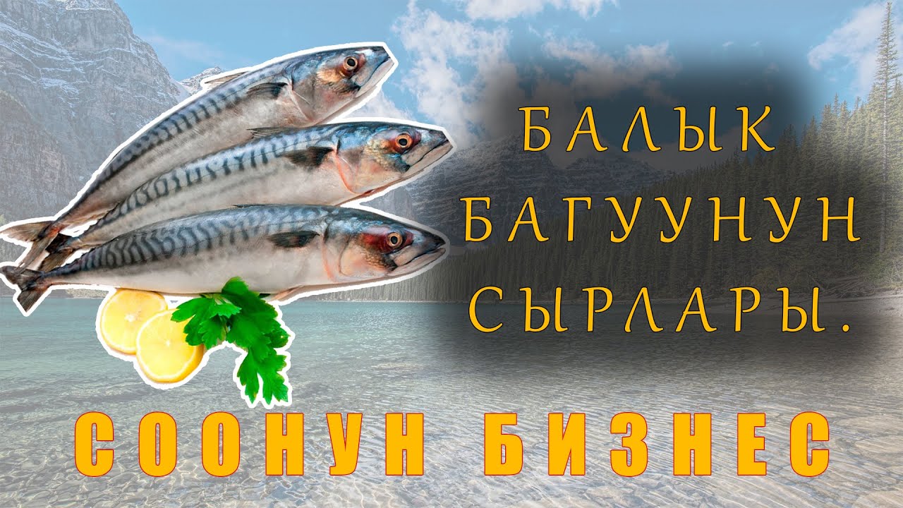 БАЛЫК БАГУУ ПАЙДАЛУУ БИЗНЕС....Арстанбапта эс алып келиңиз.