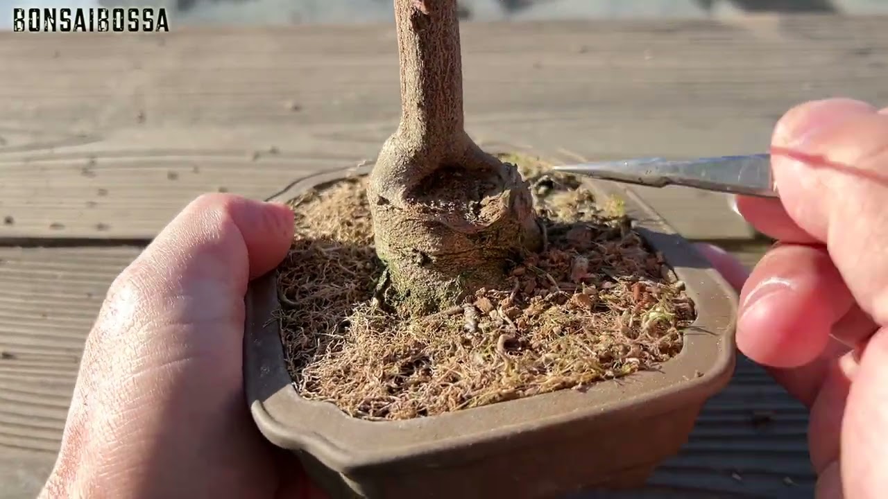 【KED】元KED1の足元だった部分 #盆栽 #bonsai