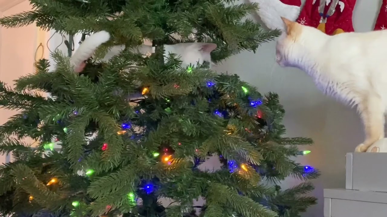 Кошки 