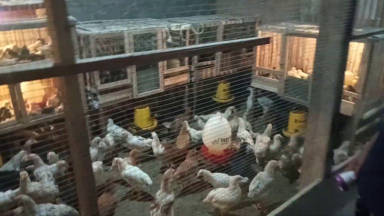 KANDANG AYAM KAMPUNG KECIL BISA MUAT 600 EKOR?.. MANTAPPPPP