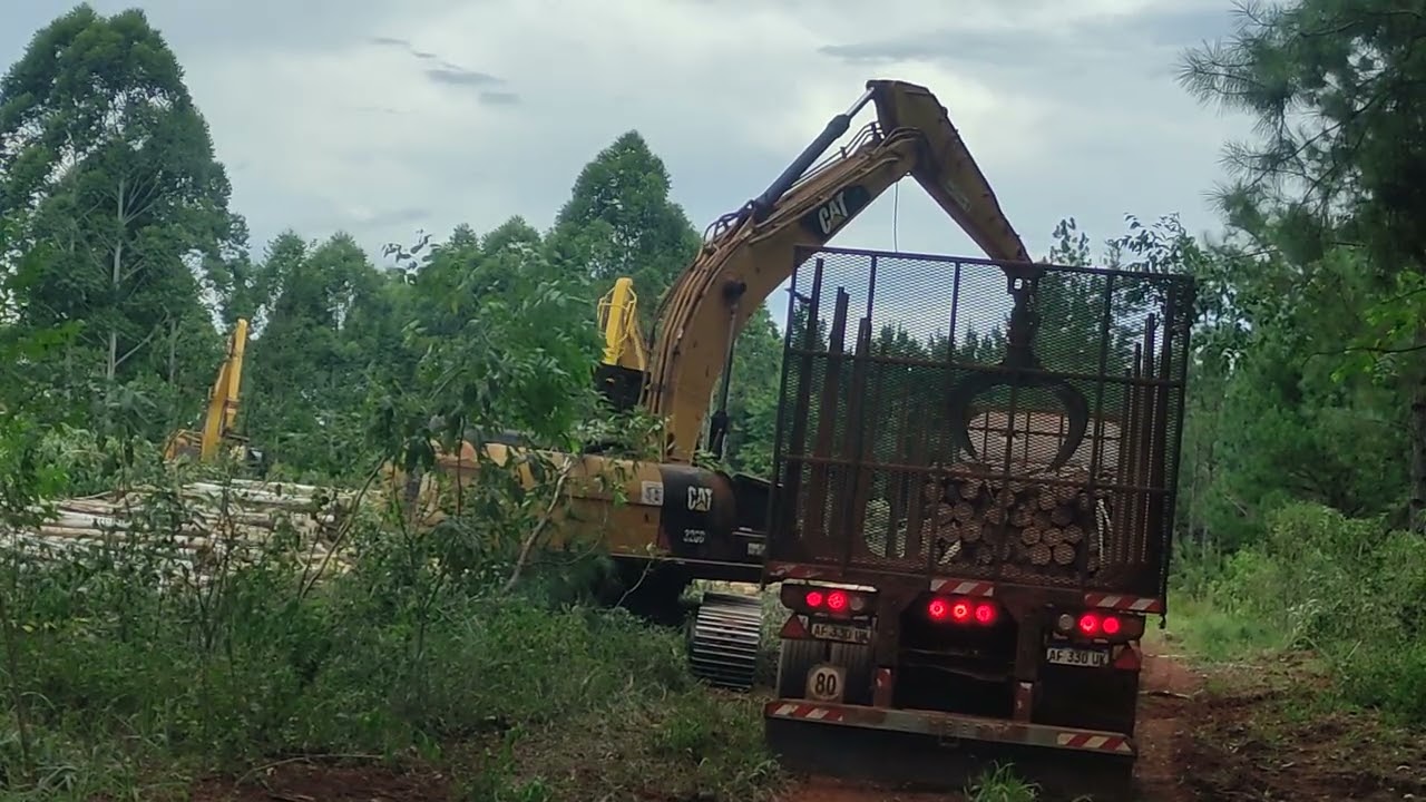Carga de camión con #grua fija #cat #eucalyptus #forest #excavator #operator #viralvideo #viral 