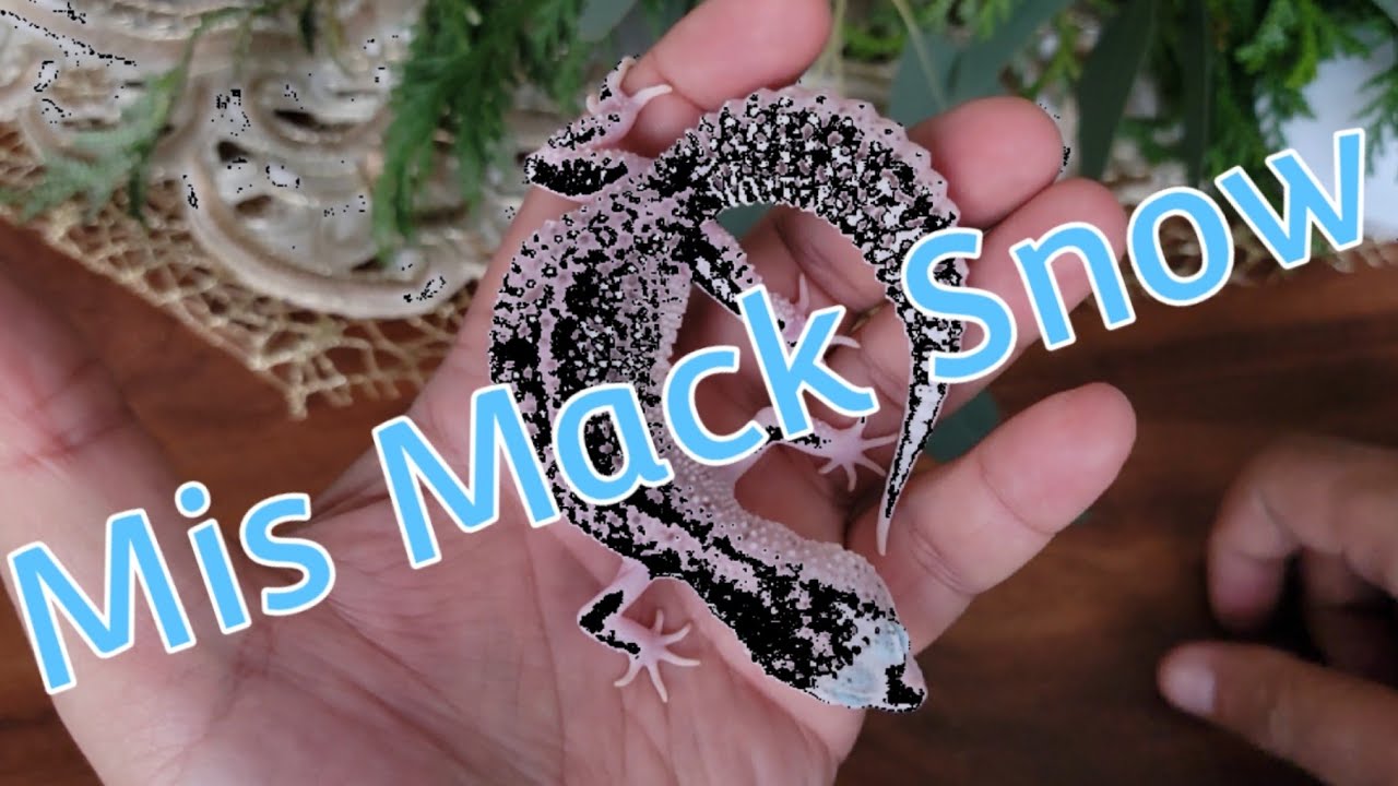 Algunos de mis GECKOS LEOPARDO  Mack Snow para la Temporada 2022