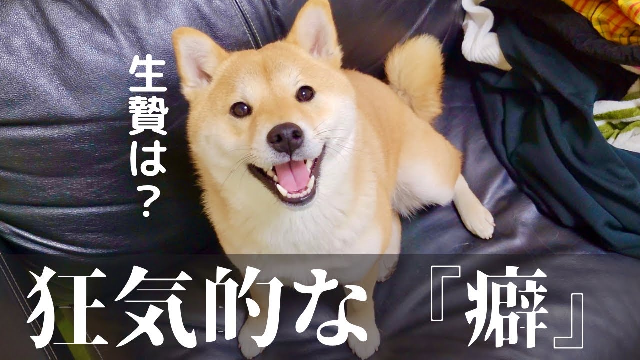 豆柴の変わった癖だと思ったら、ただの狂気じみた儀式だった